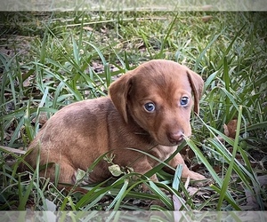 Dachshund Puppy for sale in BARTOW, FL, USA