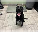 Small Labrador Retriever Mix