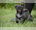 Small #5 Pug