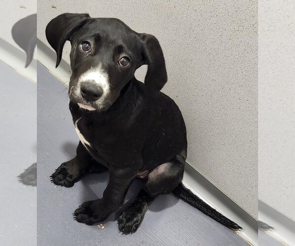 Medium Photo #3 Catahoula Leopard Dog-Unknown Mix Puppy For Sale in Walnutport, PA, USA
