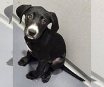 Small #2 Catahoula Leopard Dog Mix