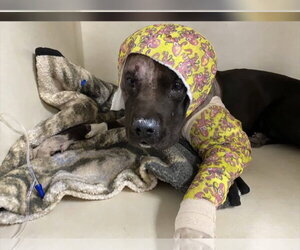 Phineas - Male Labrador Retriever-Unknown Mix Dog for Adoption - Photo #11