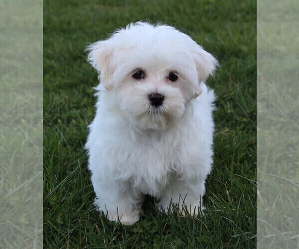 Medium Photo #5 Maltese Puppy For Sale in ROCK STREAM, NY, USA