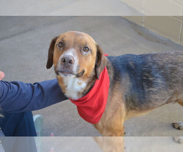 Medium Photo #3 German Shepherd Dog-Unknown Mix Puppy For Sale in McKinney, TX, USA