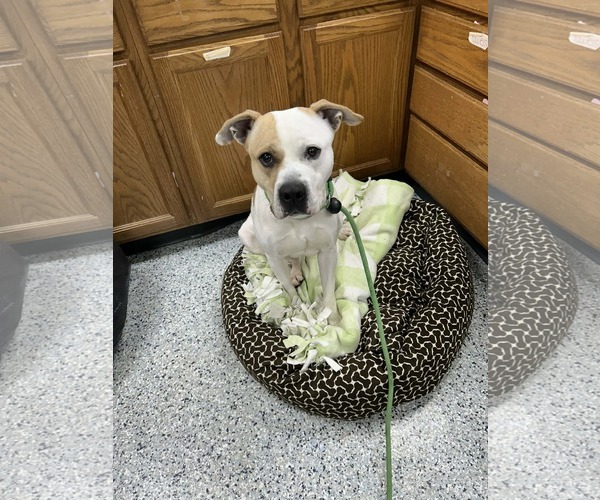 Medium Photo #4 Mutt Puppy For Sale in Rootstown, OH, USA