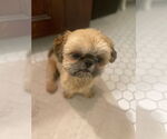 Small #1 Shih Tzu