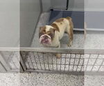 Small #1 Bulldog Mix