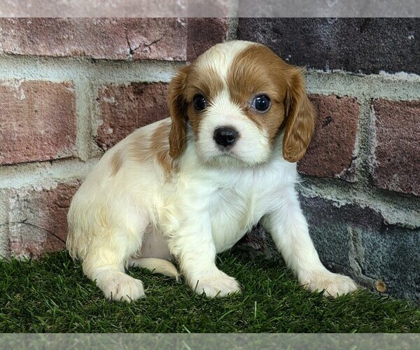 Medium Photo #4 Cavalier King Charles Spaniel Puppy For Sale in MOBERLY, MO, USA