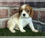 Small #3 Cavalier King Charles Spaniel