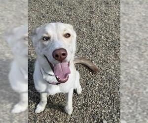 Labrador Retriever-Siberian Husky Mix Dogs for adoption in Canfield, OH, USA