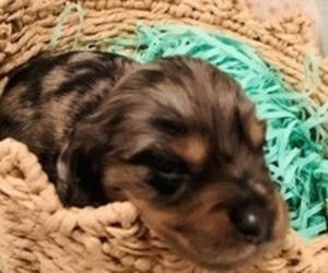 Dachshund Puppy for sale in DENHAM SPRINGS, LA, USA