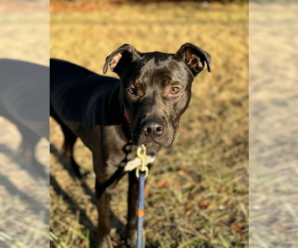 Medium Photo #10 Staffordshire Bull Terrier-Unknown Mix Puppy For Sale in Woodbury, NY, USA