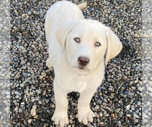 Akbash Dog Puppy for sale in CENTRALIA, WA, USA