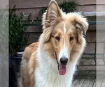 Small Collie