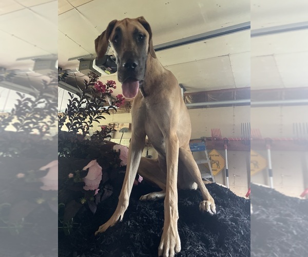 Medium Photo #7 Great Dane Puppy For Sale in NEWARK, OH, USA