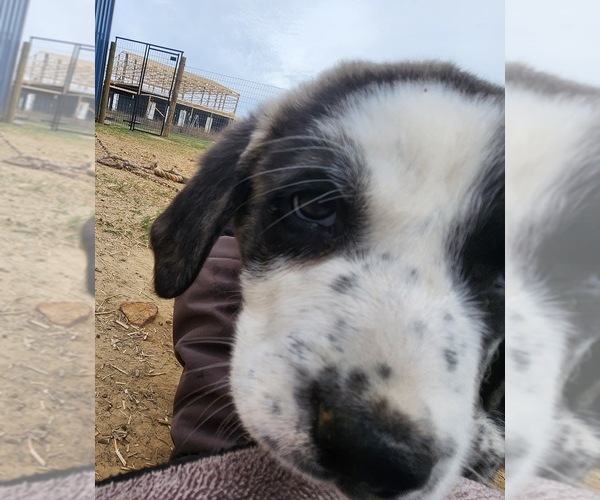 Medium Photo #26 Anatolian Shepherd Puppy For Sale in CUMBY, TX, USA