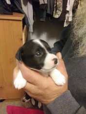 Parson Russell Terrier Puppy for sale in PORTLAND, OR, USA