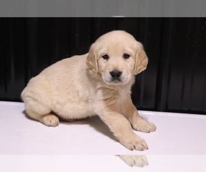 Golden Retriever Puppy for sale in SHILOH, OH, USA