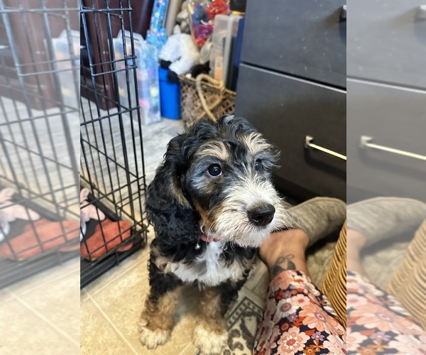 Medium Photo #6 Golden Mountain Doodle  Puppy For Sale in HESPERIA, CA, USA