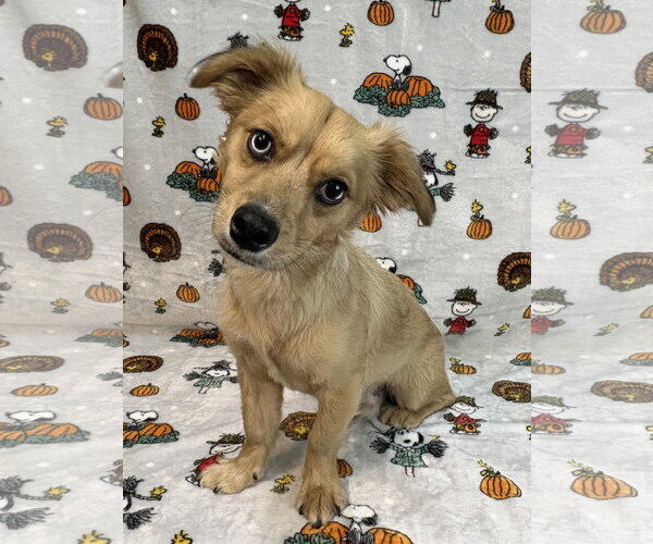 Medium Photo #2 Dameranian Puppy For Sale in Wetumpka, AL, USA