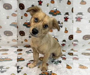 261666  Heinz - Male Dameranian Dog for Adoption - Photo #2