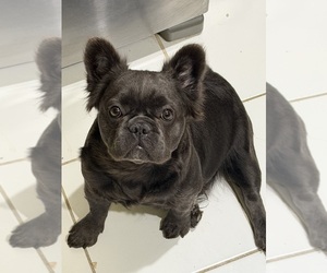 Father of the French Bulldog puppies born on 02/14/2026