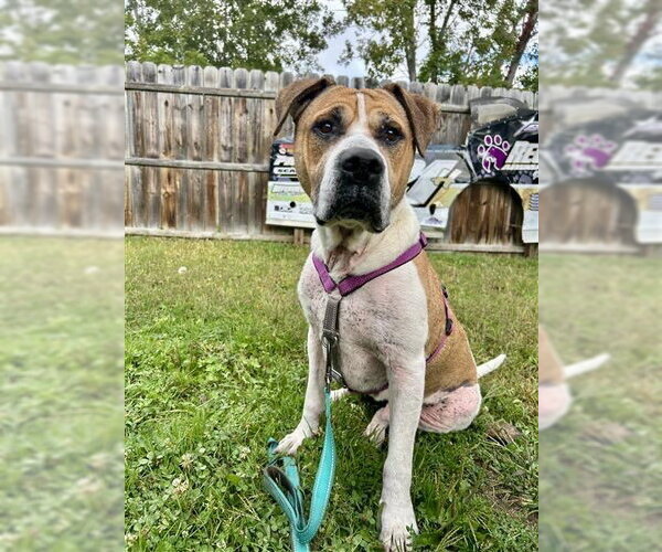Medium Photo #16 Mutt Puppy For Sale in Gloversville, NY, USA
