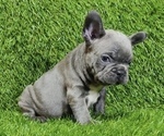 Small Photo #4 French Bulldog Puppy For Sale in PORTOLA VALLEY, CA, USA