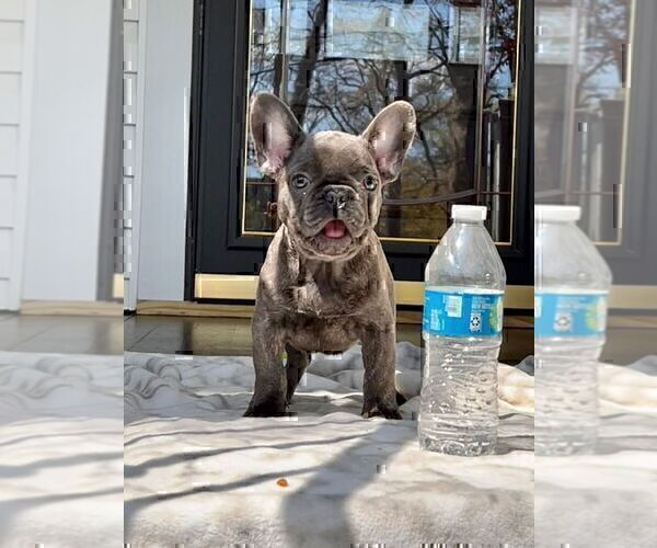 Medium Photo #1 French Bulldog Puppy For Sale in BROOKLYN, NY, USA