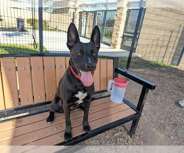 Medium Photo #2 Mutt Puppy For Sale in Orange, CA, USA