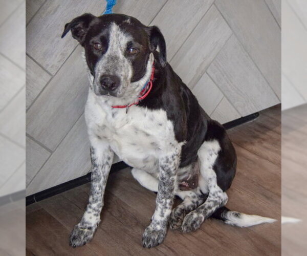 Medium Photo #2 Border Collie-Unknown Mix Puppy For Sale in Huntley, IL, USA