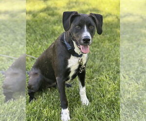 Border Collie-Unknown Mix Dogs for adoption in Germantown, OH, USA