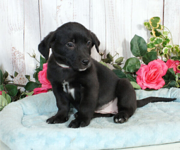 Medium Photo #1 Labrador Retriever-Unknown Mix Puppy For Sale in PENNS CREEK, PA, USA