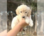Small Photo #3 Golden Retriever Puppy For Sale in ROUND ROCK, TX, USA
