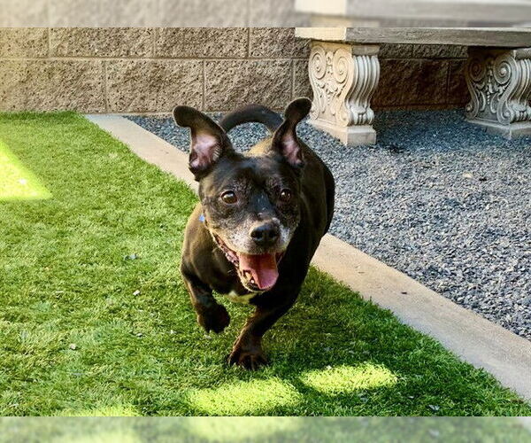 Medium Photo #1 Dachshund-Unknown Mix Puppy For Sale in Moreno Valley, CA, USA