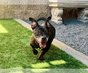 Dachshund-Unknown Mix Dogs for adoption in Moreno Valley, CA, USA