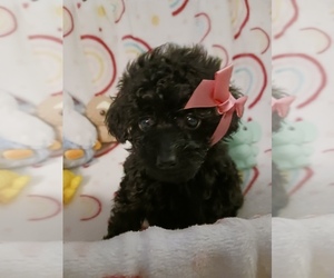 Poodle (Toy) Puppy for sale in SAVANNAH, GA, USA