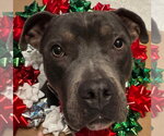 Small Photo #2 American Pit Bull Terrier-Unknown Mix Puppy For Sale in Germantown, OH, USA