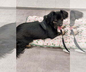 Dachshund-Unknown Mix Dogs for adoption in San Antonio, TX, USA