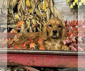 Golden Cavalier Puppy for sale in TUSCOLA, IL, USA