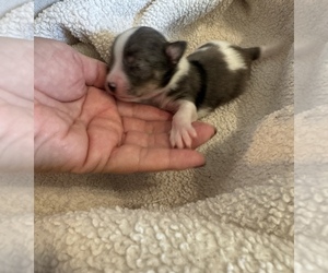 Chihuahua Puppy for sale in SHERMAN, TX, USA