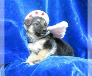German Shepherd Dog Puppy for sale in HARTVILLE, MO, USA