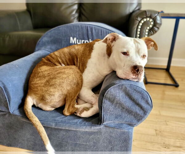 Medium Photo #9 Mutt Puppy For Sale in Mount Laurel, NJ, USA