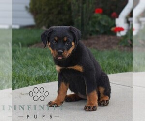 Rottweiler Puppy for sale in CHRISTIANA, PA, USA