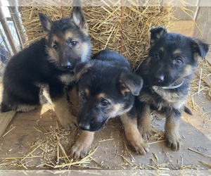 German Shepherd Dog Puppy for sale in WEST LIBERTY, KY, USA