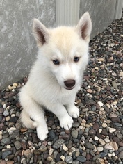 Siberian Husky Puppy for sale in PEARL CITY, IL, USA