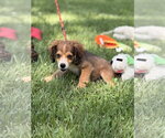 Small #1 Labrador Retriever