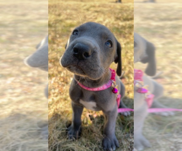 Medium Photo #3 Great Dane Puppy For Sale in DUSHORE, PA, USA