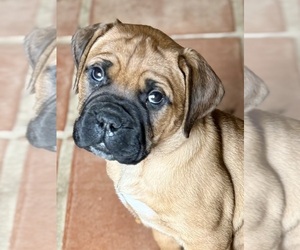 Bullmastiff Litter for sale in MARYSVILLE, OH, USA