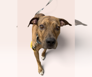 Mutt Dogs for adoption in Rockville, MD, USA
